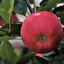 Apple po angielsku