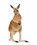 de kangoeroe