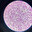 histologia