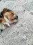 hi dogs po angielsku