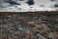 scorched po angielsku