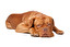 a dog po angielsku