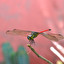 Dragonfly po angielsku