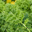 cavolo nero