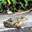 frog po rosyjsku