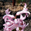 Hyacinth po angielsku