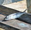 pilchard, sardine po angielsku